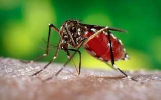 Angka DBD Riau Turun Drastis