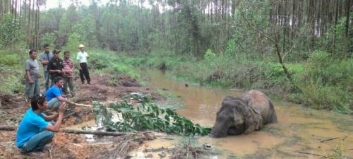 Seharian Gajah Liar yang Sakit Ini Terperosok Dalam Kanal di Lokasi HTI Arara Abadi 