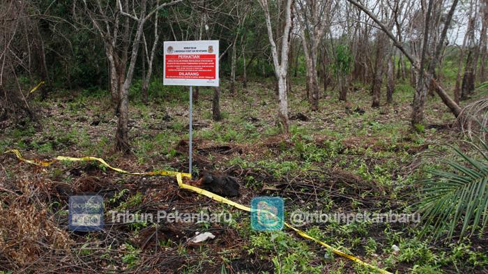 Ini Kronologis Penghadangan Tim Dishut Kampar di XIII Koto Kampar 