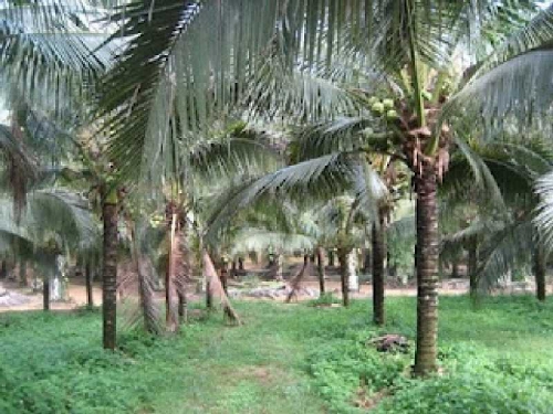 Menurut Banggar DPRD Inhil, Ini Penyebab Gagalnya Penyelamatan Kebun Kelapa Petani 