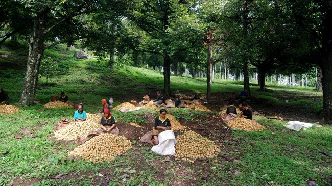 Pemerintah Siapkan Rp104 Triliun untuk Remajakan Kebun Rakyat 
