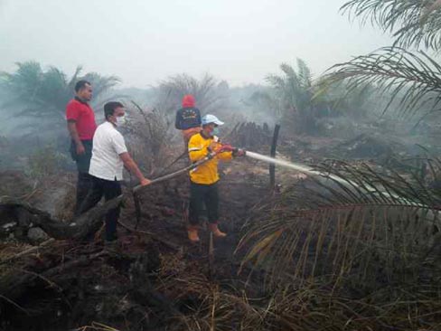 Bupati Pelalawan Ikut Padamkan Kebakaran di Kebun Sawit Warga 