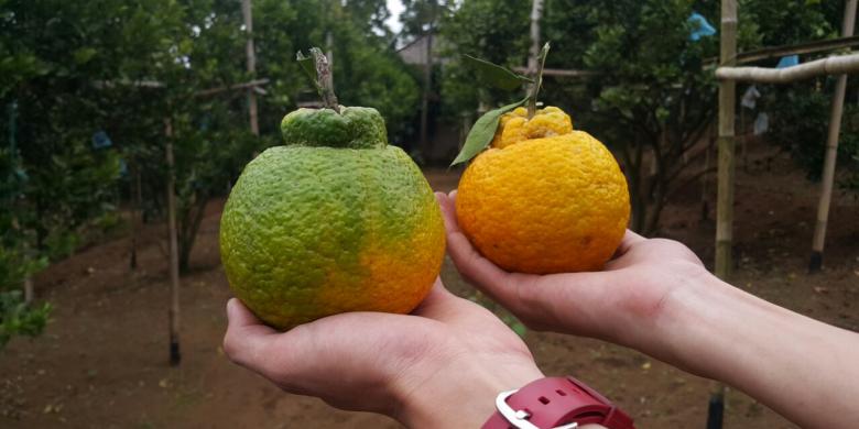 Yuk, Belanja Buah Langka dan Durian Medan di Fruit & Veggie Festival 