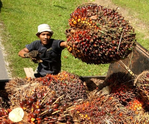 Penjualan CPO Riau Terpengaruh Anjloknya Harga Minyak Kedelai Dunia 