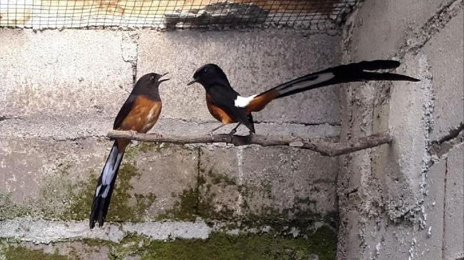 Burung di Indonesia Semakin Beragam 