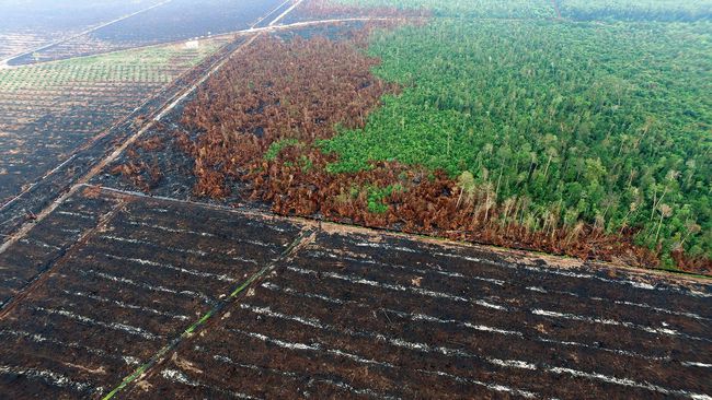 Dirjen: Penyanderaan Staf KLHK Terkait Penyegelan Konsesi