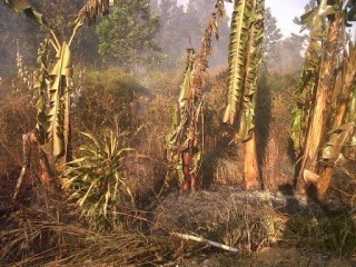Haha, Kebun Pisang di Meranti pun Juga Terbakar, Polisi dan TNI Ikut Memadamkan