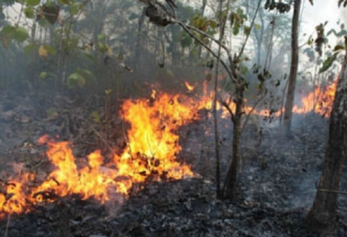 Dua Pekan Kebakaran Hutan Lindung di Pelalawan Berlangsung, Api Belum Padam 