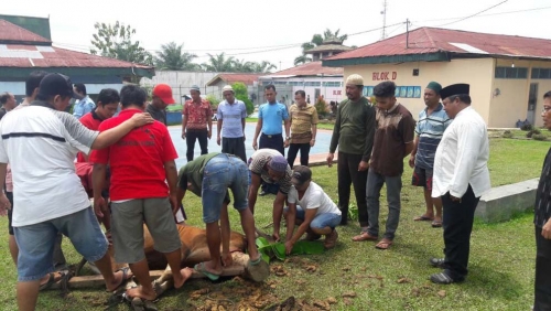 Walau Hanya Satu Sapi Bantuan Pemkab Inhu, Napi di Rutan Rengat Bersyukur Bisa Nikmati Daging Kurban