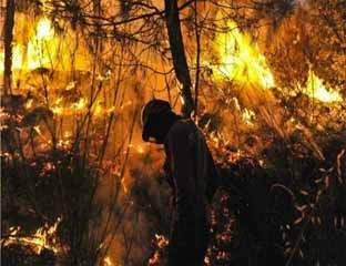 616,4 Hektar Lahan di Meranti Ludes akibat Karhutla Tahun Ini 