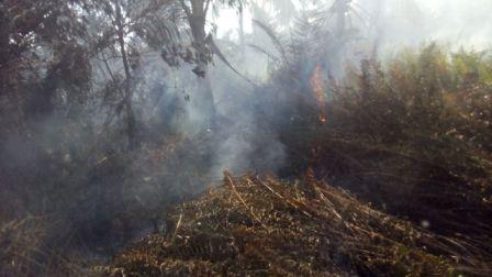 Kebakaran Lahan 1,5 Hektar Landa Pinggiran Dumai 