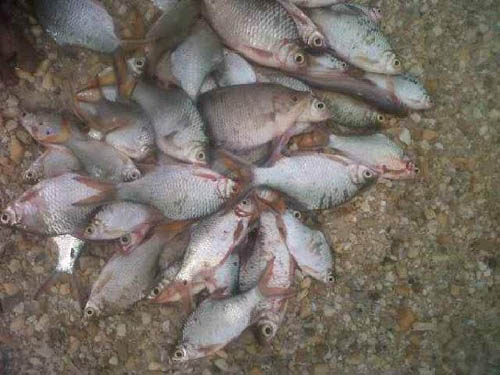 Diduga Dipicu Pencemaran, Ribuan Ikan di Sungai Tiu Kuansing Mati 