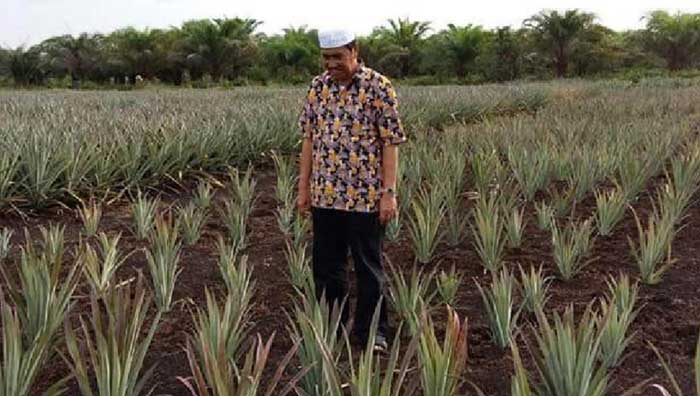 Tingkatkan Produksi Nenas