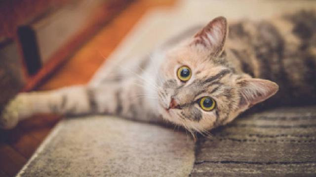 Jenis Kucing yang Paling Cocok Kamu Pelihara Berdasarkan Zodiakmu