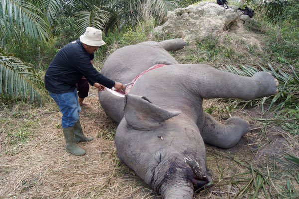 LSM Kritik Sikap Diam BKSDA Soal Vonis Pemburu Gajah