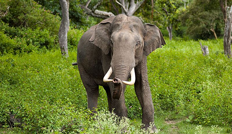 Rusak Tanaman, 9 Ekor Gajah Liar Teror Warga Rumbai Bukit