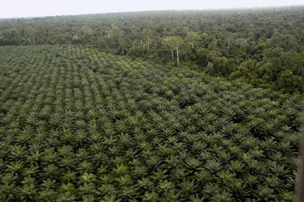 Perkebunan Rohil Terus Alami Peningkatan 