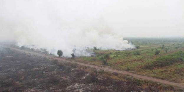 Pemerintah Diminta Tegas Tertibkan Perusahaan Pembakar Lahan 
