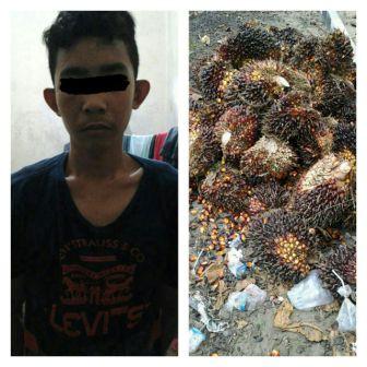 1 dari 3 Pencuri Sawit di Pujud, Rohil Diamankan Polisi 
