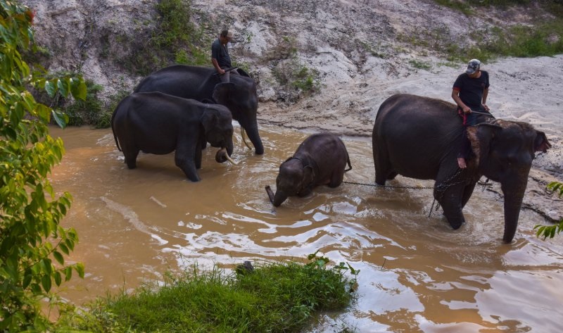 Pusat latihan gajah Minas dipindahkan ke Hutan Talang. Ada apa ya?