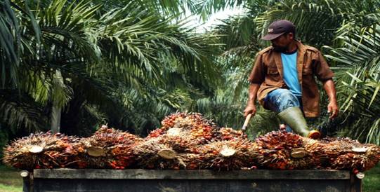Sawit dan Karet Anjlok Presiden Jangan Cuma Bagi-bagi Kartu