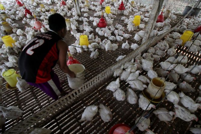 Majukan Industri Peternakan, ILDEX Indonesia 2015 Kembali Digelar 