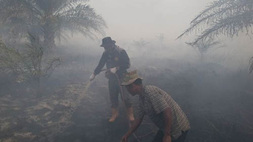 10 Hektar Kebun Sawit di Kubu Rohil Terbakar