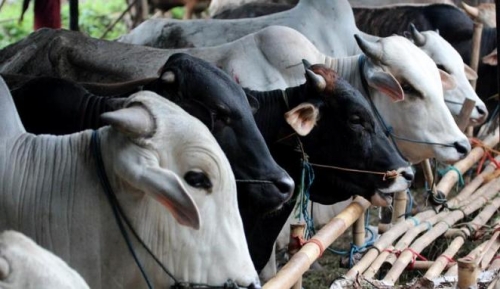 Bank Riau Kepri Sumbangkan Satu Ekor Sapi di Desa Candirejo 