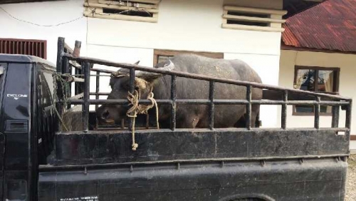 Gara-gara Kerbau, Karyawan Perusahaan Sawit Bonyok Digimbal Ratusan Warga Hingga Dilarikan ke RS