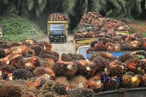 Menyusul CPO Fund, 6 Sektor Perkebunan Wajib Setor Iuran