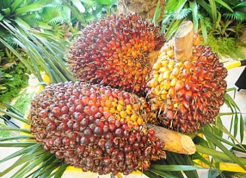 Harga TBS Sawit dan Getah Karet di Rohul Tersendat Naik