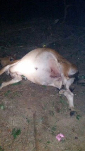 Warga Lirik Inhu Putas Sapi Masyarakat Morong, Begitu Tertangkap Bonyok Dihajar Massa