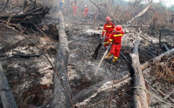 Perusahaan Malaysia Ikut Bakar Hutan Indonesia 