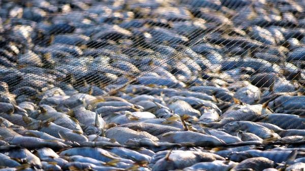 HNSI Rohil Menilai Ilegal Fishing Masih Marak Terjadi 