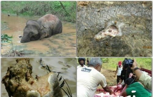 Tidak Mau Dievakuasi, Gajah yang Berendam Dalam Lumbung Air di 