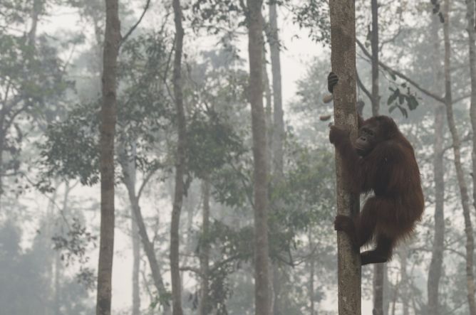 8 Orangutan Dievakuasi Akibat Kebakaran Hutan 