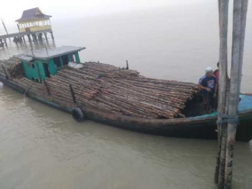 Polisi Gagalkan Penyelundupan Ribuan Batang Bakau Tujuan Malaysia.