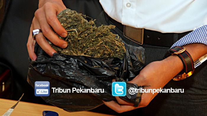 Saat Operasi Zebra, Polsek Tapung Amankan Ganja 3 Kg dan Sabu 22,72 Gram