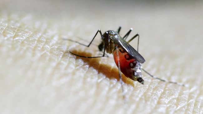 Ada 320 Ibu Hamil di Amerika Serikat Terinfeksi Zika 