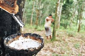 Petani Karet Terus Mengeluh, Kadisbun Kuansing: Harganya Ditetapkan Oleh Singapura. 