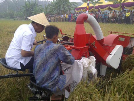 Bupati Rohil Panen Raya Padi di Teluk Pulau Hulu