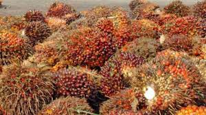 Harga TBS Sawit di Rohul Naik Rp26 Per Kg, Karet Turun Rp400 Per Kg