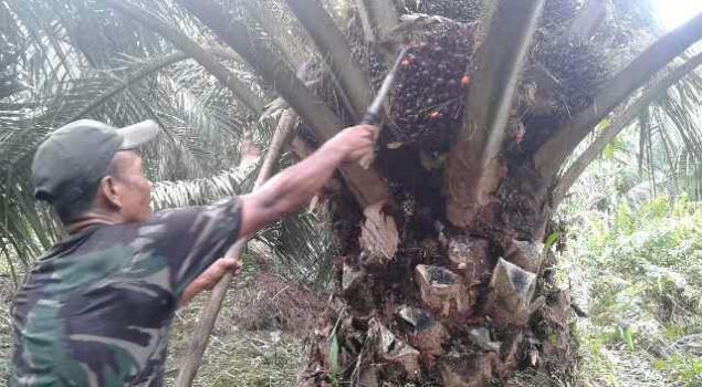 Petani Sawit Mengeluh Tak Dapat Pupuk Subsidi