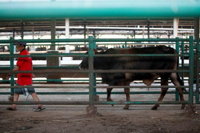 Kebijakan Tekan Impor Malah Bikin Harga Daging Mahal