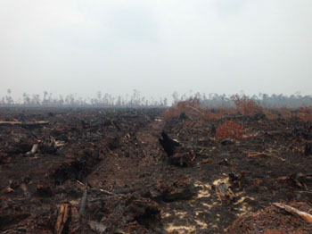 LHK Minta Lahan Gambut Jangan Dirusak