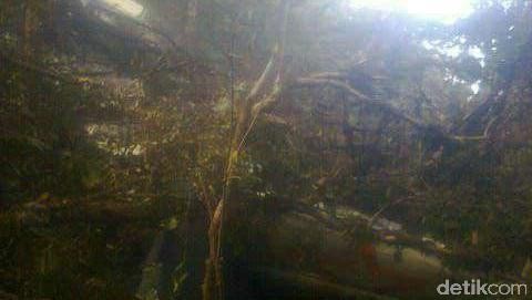 Basarnas Siapkan Evakuasi Korban Aviastar Lewat Jalur Darat dan Udara 