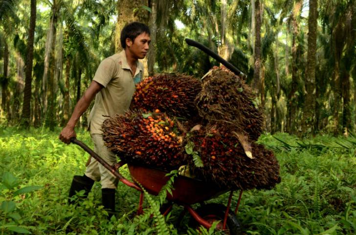 Petani di Kampar Berharap Bencana Asap Tak Terulang