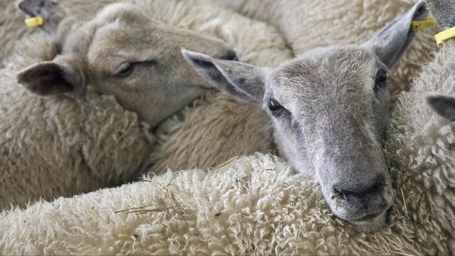 Ratusan Domba Kurban dari Irlandia Mati dalam Penerbangan 