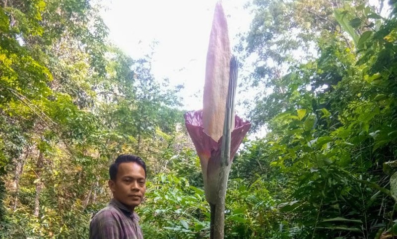 Wow, warga temukan tiga bunga bangkai di Kampar Riau 