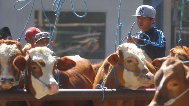 Pemerintah Jajaki Impor Sapi dari Amerika Latin dan Eropa